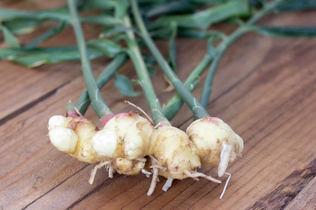 Young ginger with its stalks on a wood board