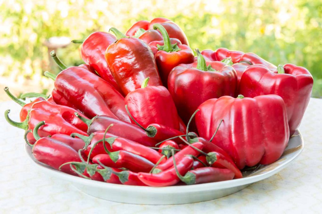 A plate of mixed Red Peppers for the Red Pepper Corn Soup fresh from the Farmers market